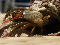 N�rbillede af krabben i konkylien