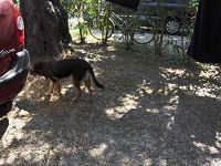 Camilla, Kristian og Kristoffer har vist f�et hund