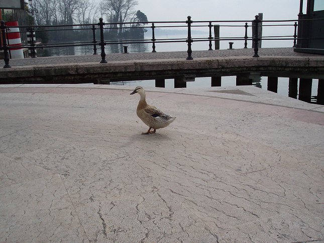 Der var ingen fare for at andemor blev tr�dt p�, turists�sonen er ikke rigtig begyndt.