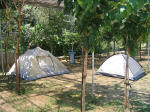 Camping Zante. Anne og Christoffers telte. Bem�rk deres affaldsstativ.