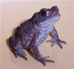 N�rbillede af den lille skrubtudse